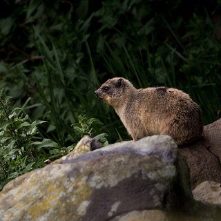 Bale Mountains - Rock hyrax
